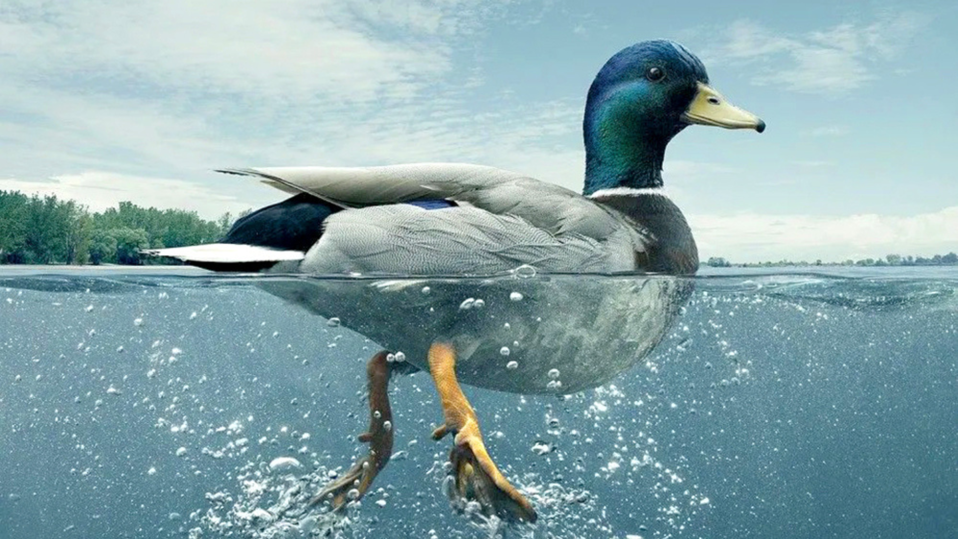 Duck Syndrome Illustration